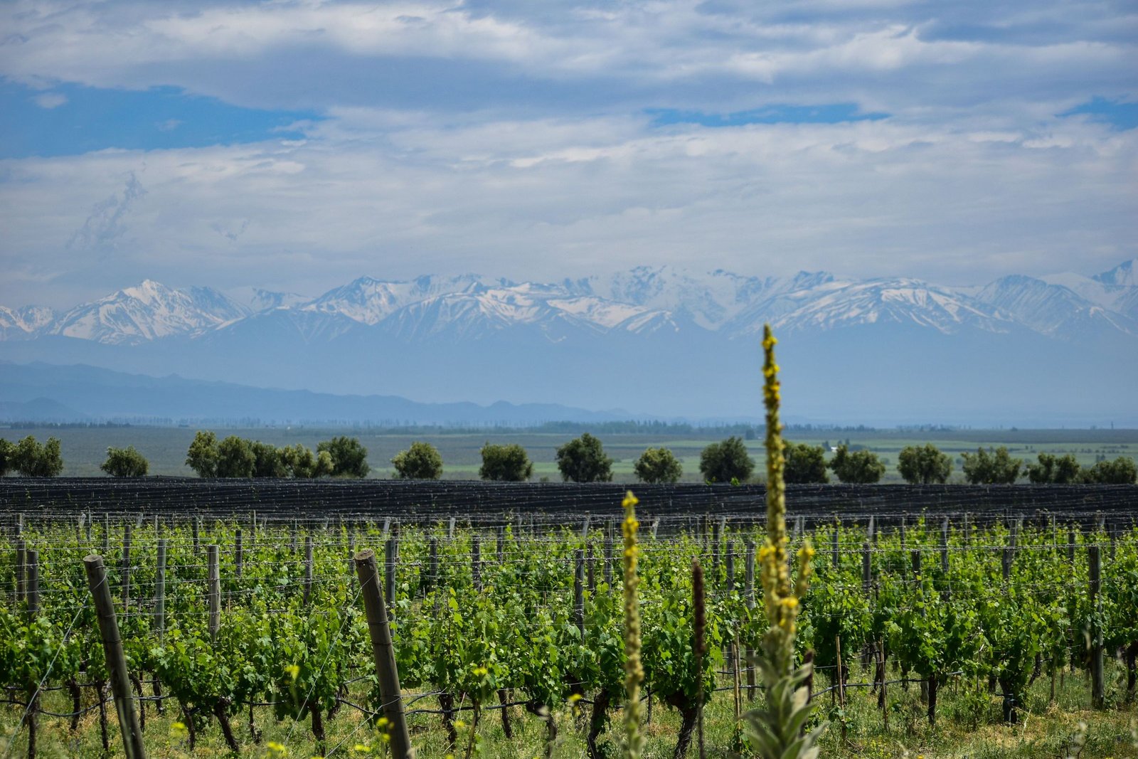 Wijngaarden met de Andes op de achtergrond bij Mendoza