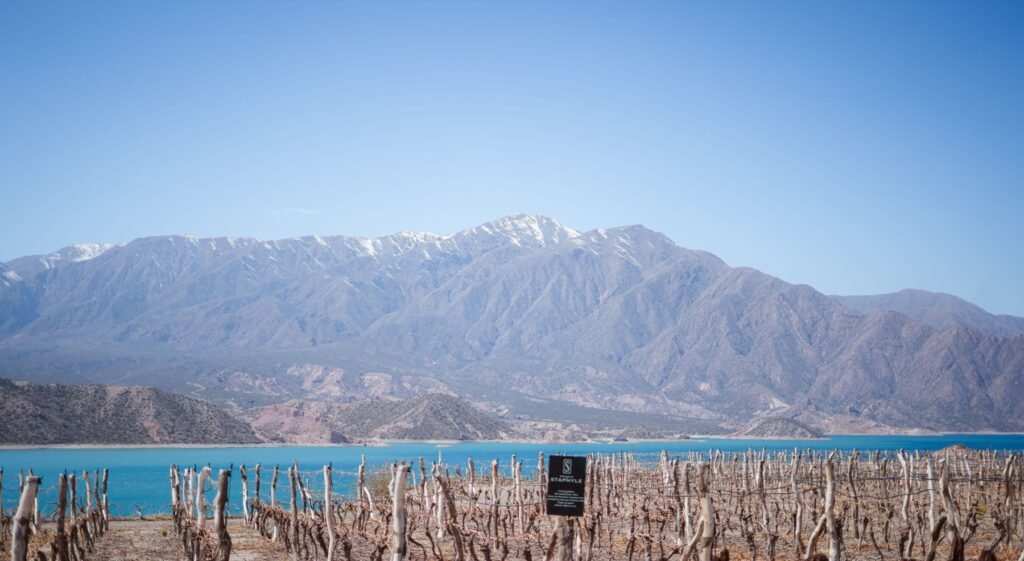 Rijen wijnstokken in een wijngaard bij Mendoza met de Andes op de achtergrond