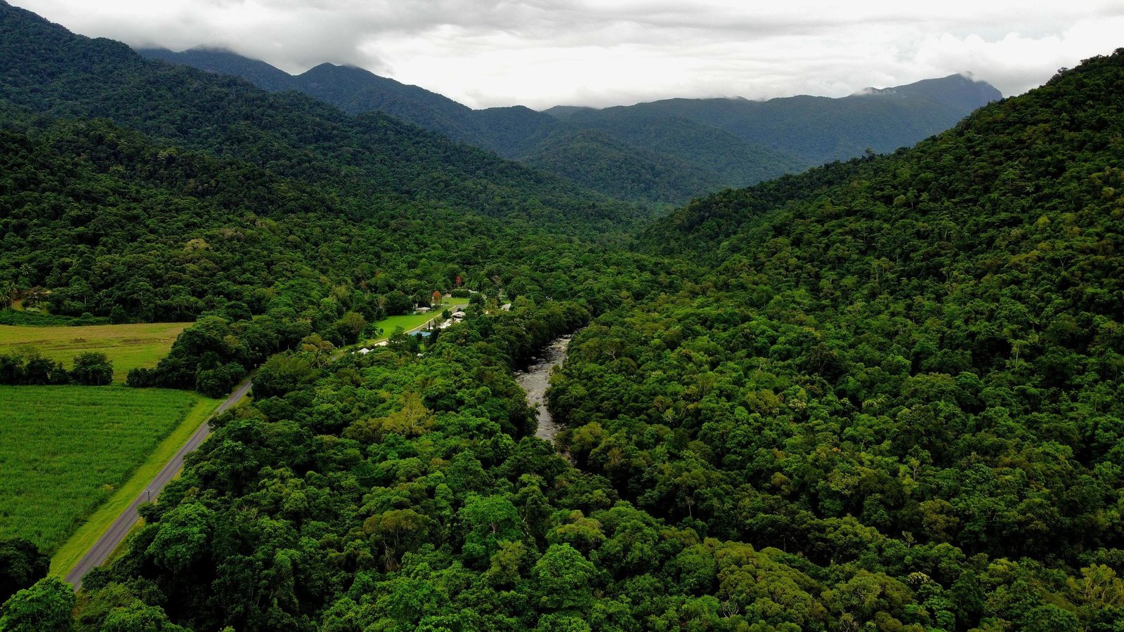 Regenwoud in de Daintree van bovenaf