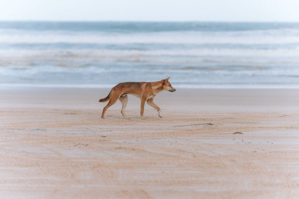 Dingo op het strand, op afstand