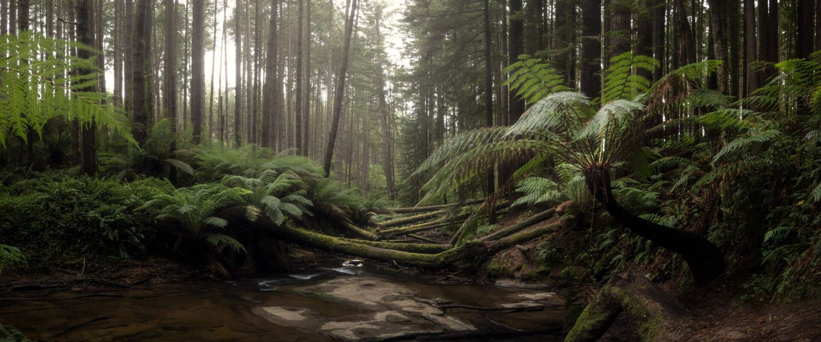 Beek in het regenwoud bij Cape Otway