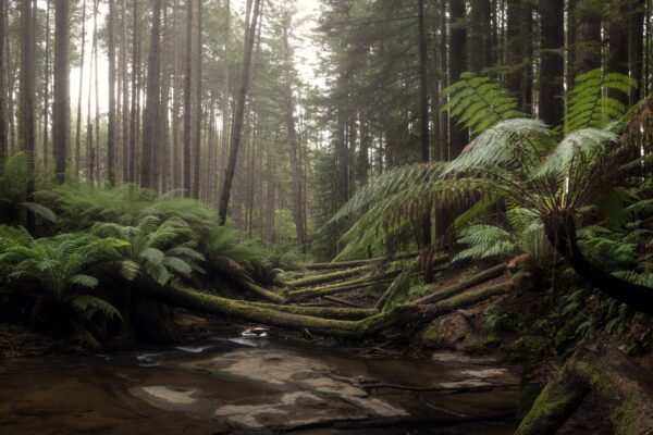 Beek in het regenwoud bij Cape Otway