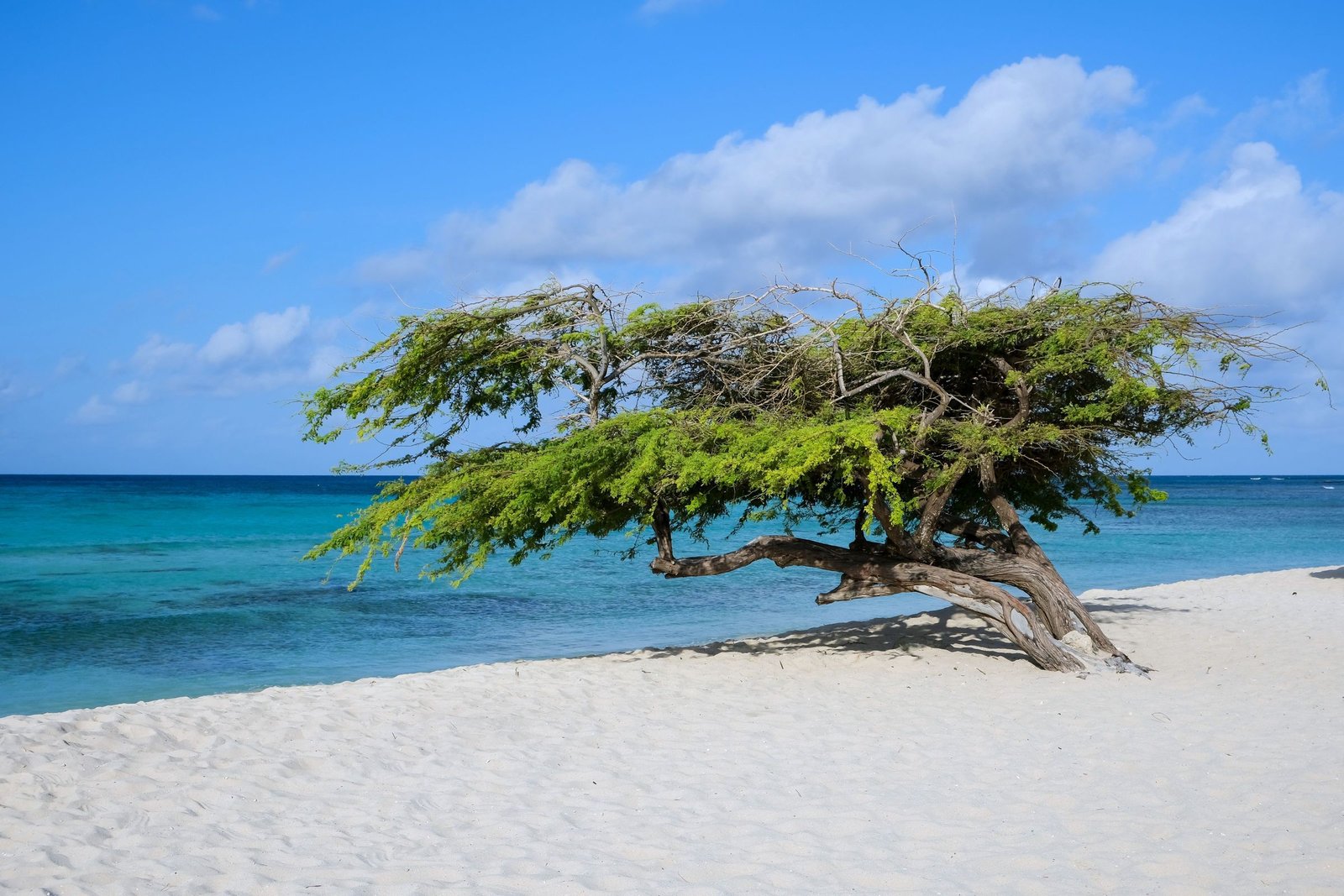 Fofoti-boom aan het turquoise water