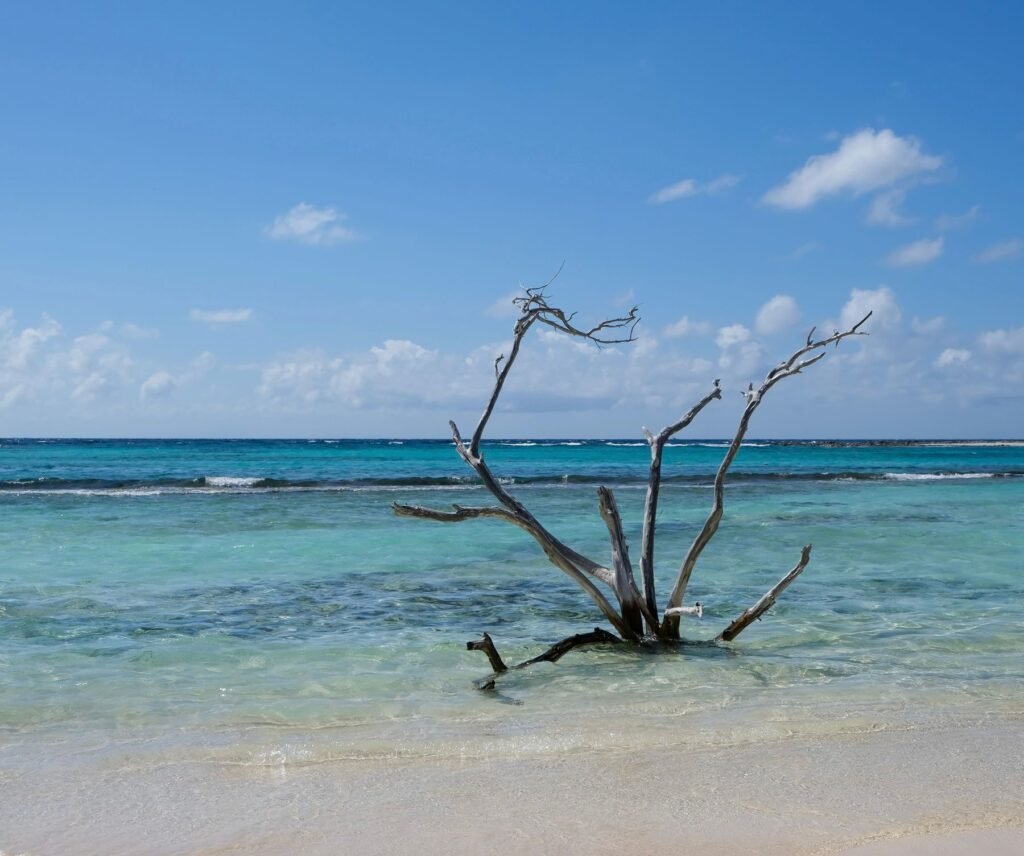 Drijfhout in turquoise water op Aruba