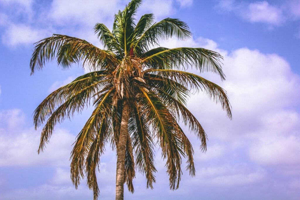Palmboom tegen een blauwe lucht op Aruba