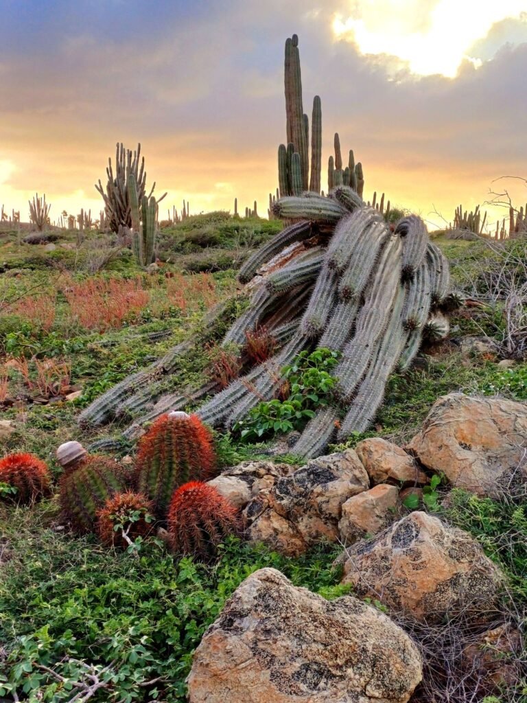 Cactussen in het landschap van Aruba