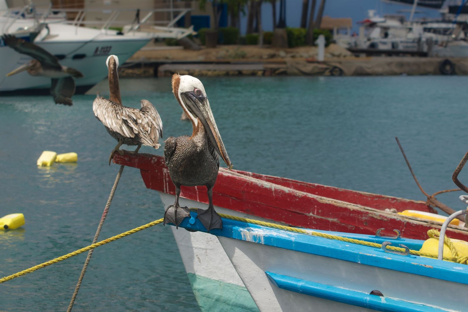 Pelikanen op een boot in de haven van Oranjestad