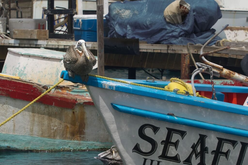 Pelikaan op een vissersboot in de haven