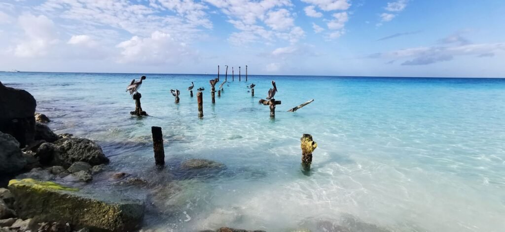Pelikanen op palen in Oranjestad