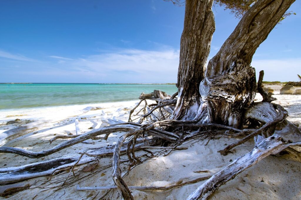 Verweerde boom op een strand van Aruba