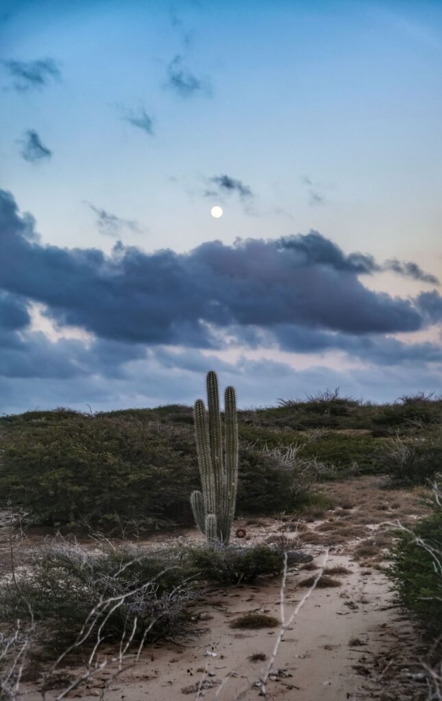 Cactus in het woestijnlandschap van Aruba