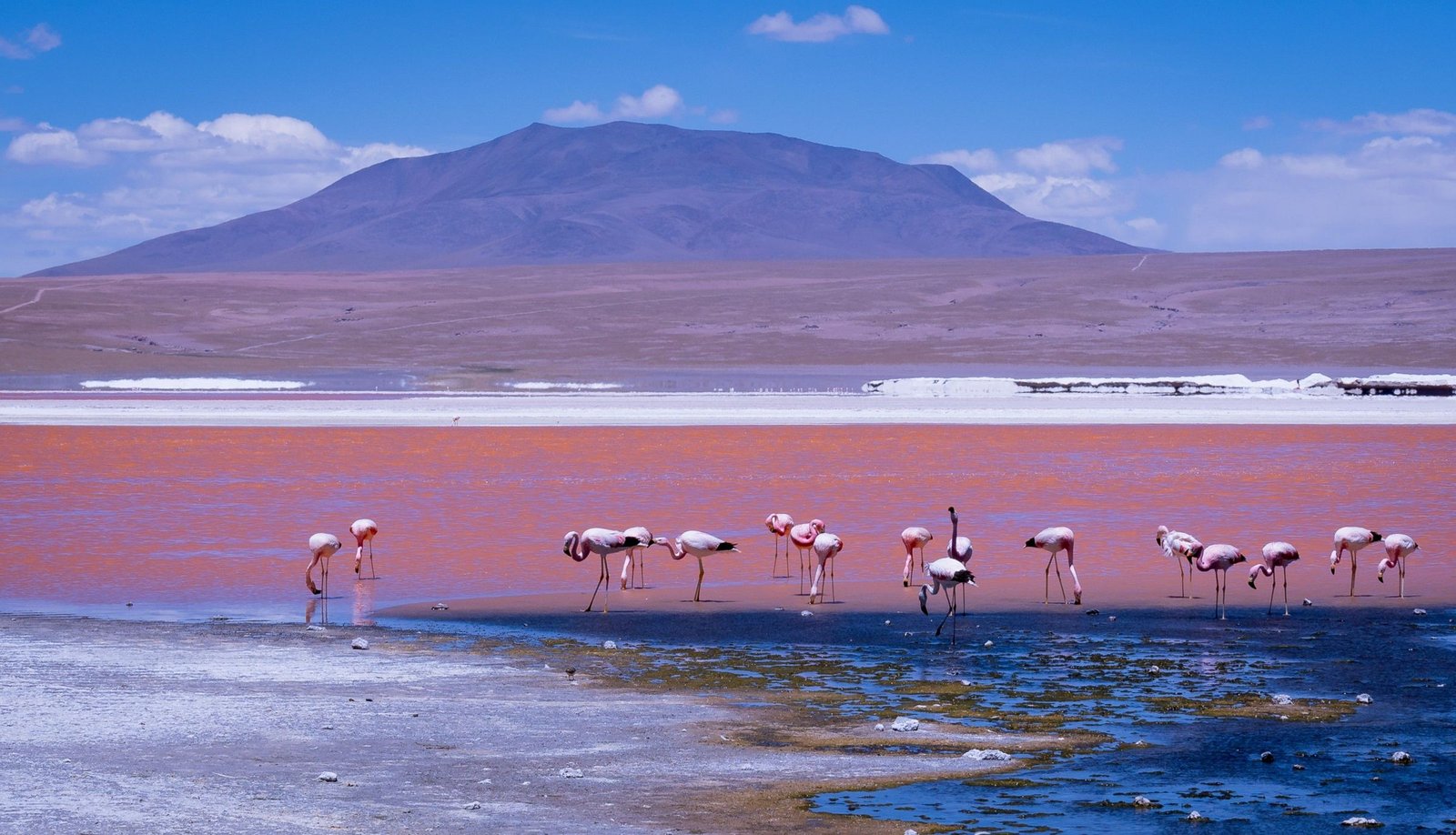 Flamingo's in de Laguna Colorada