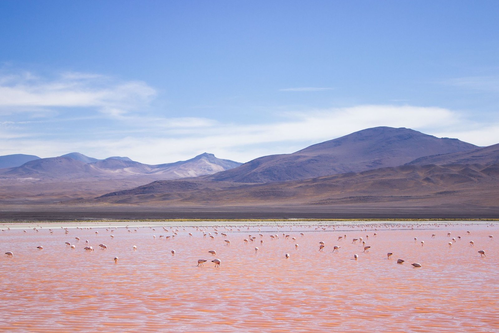 Flamingo's in een rode lagune in het zuidwesten van Bolivia