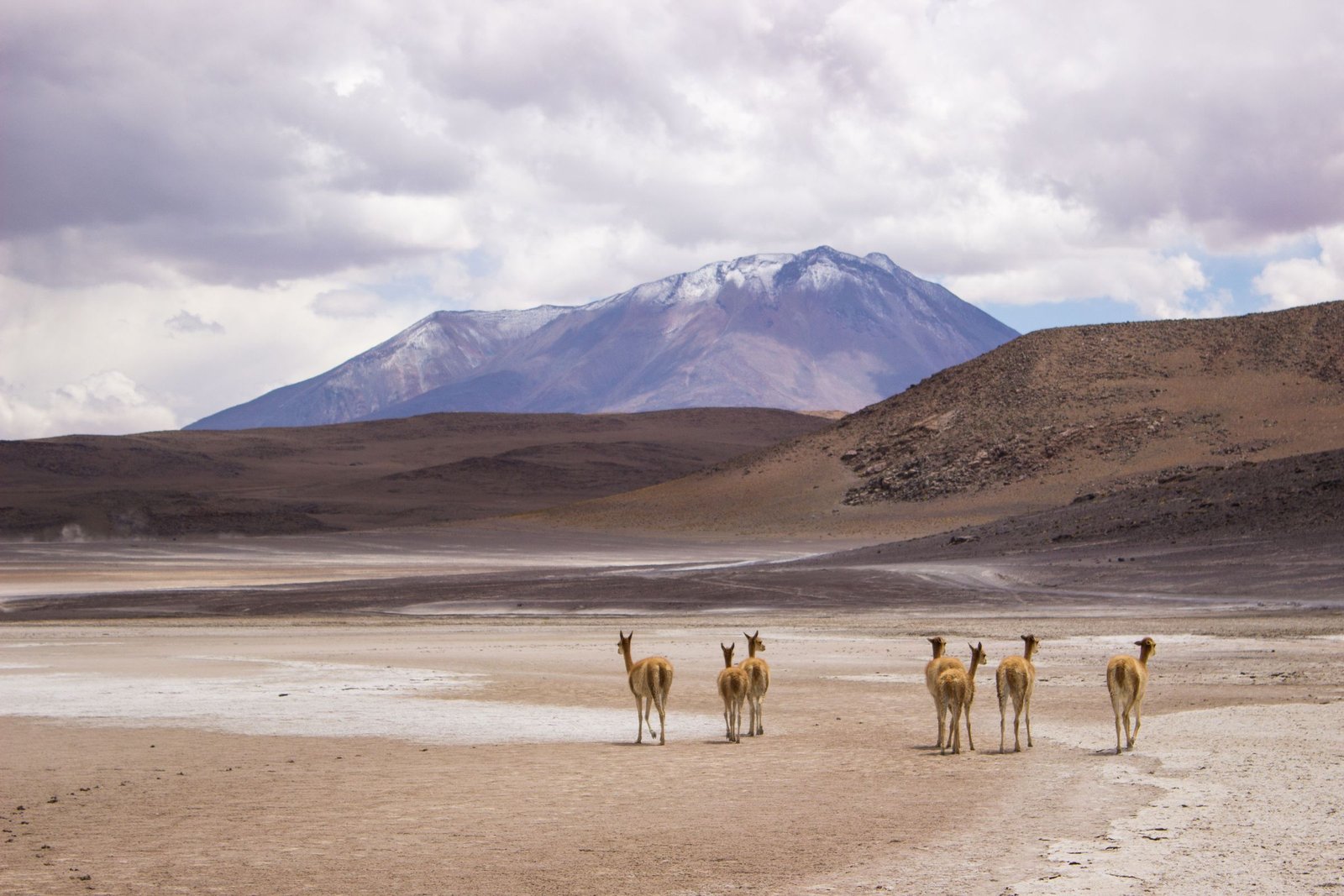Vicuña's op een vlakte voor een vulkaan in Bolivia