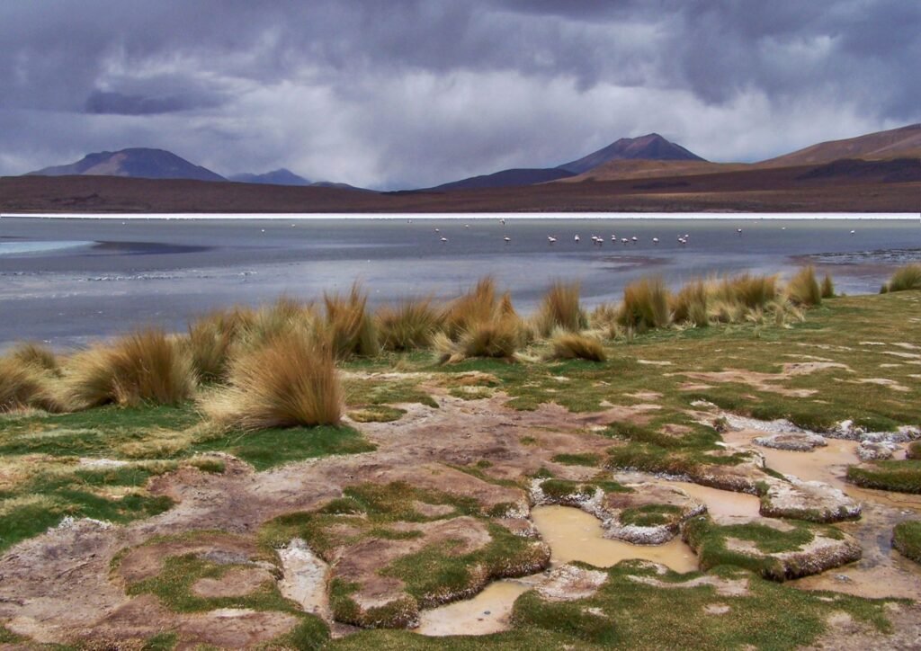 Graspollen en een lagune op de Altiplano