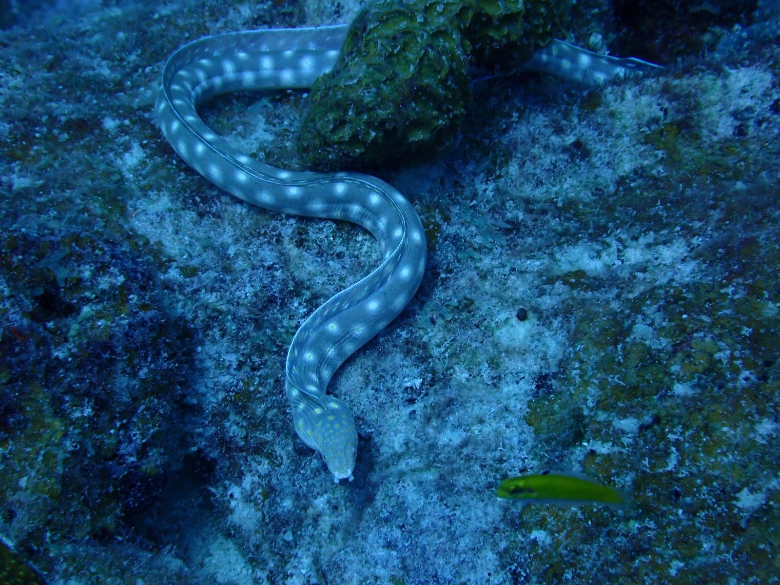 Gevlekte murene op het rif van Bonaire