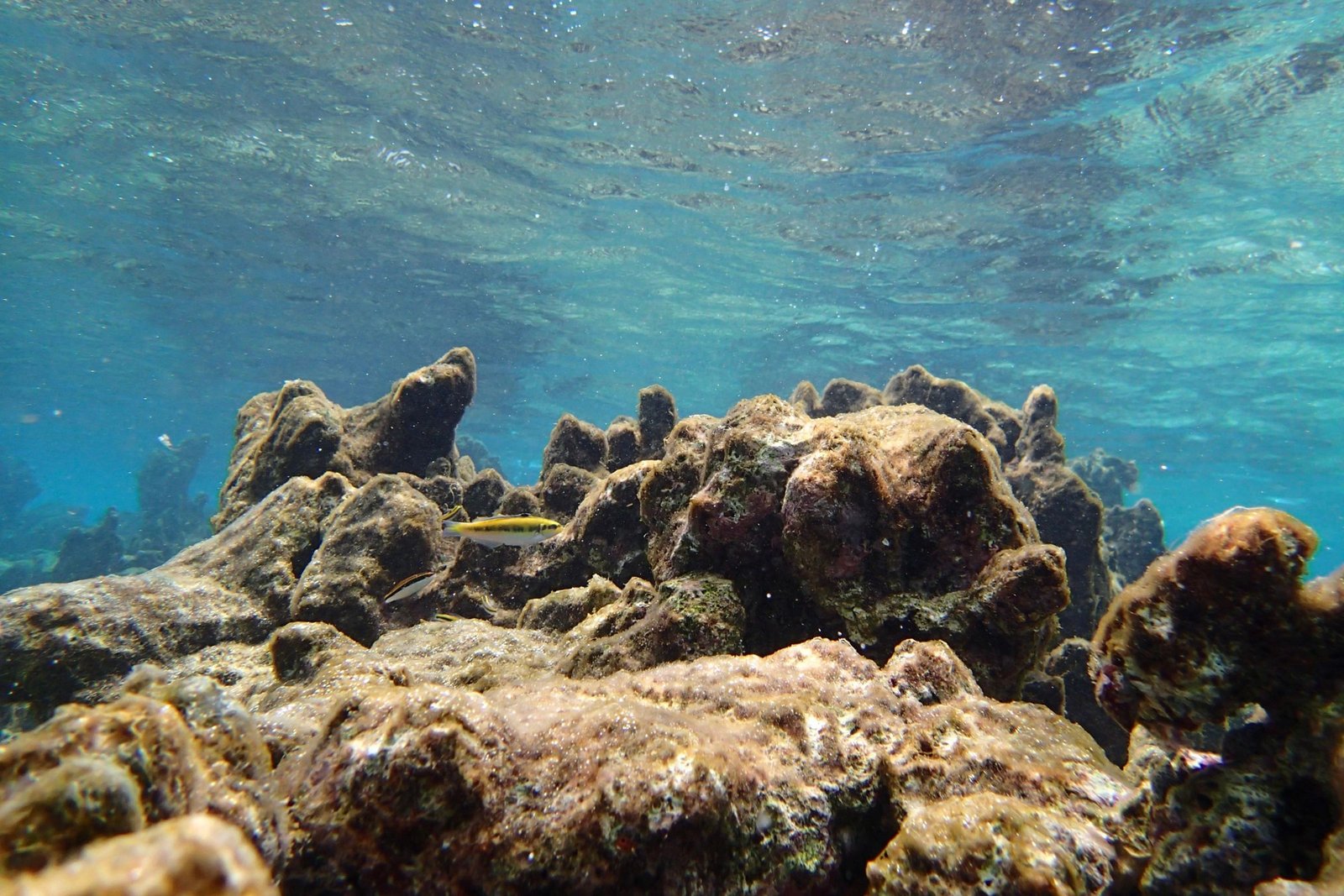 Koraalrif onder water bij Bonaire