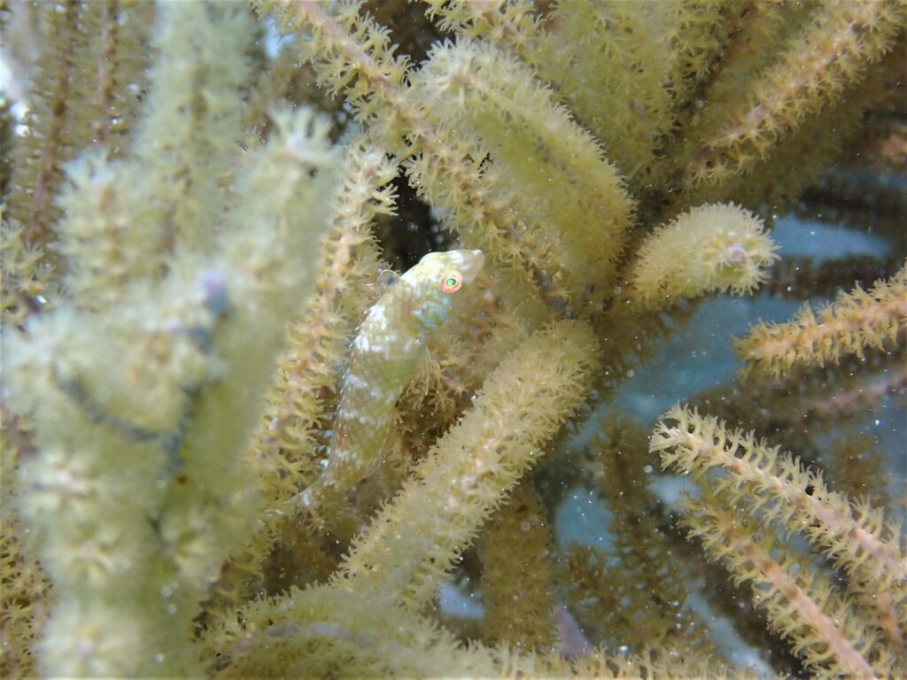 Lipvis tussen het koraal bij Bonaire