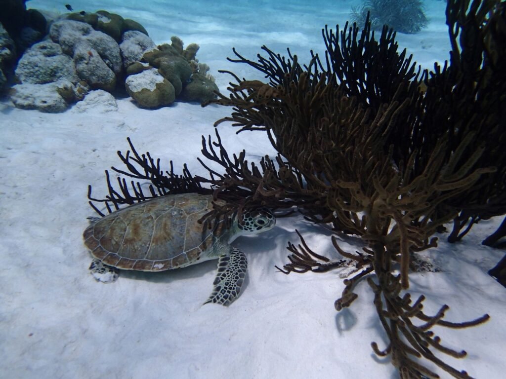 Groene zeeschildpad op de bodem bij Bonaire