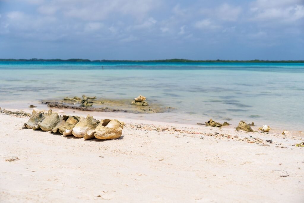 Strand met koraalstenen op Bonaire