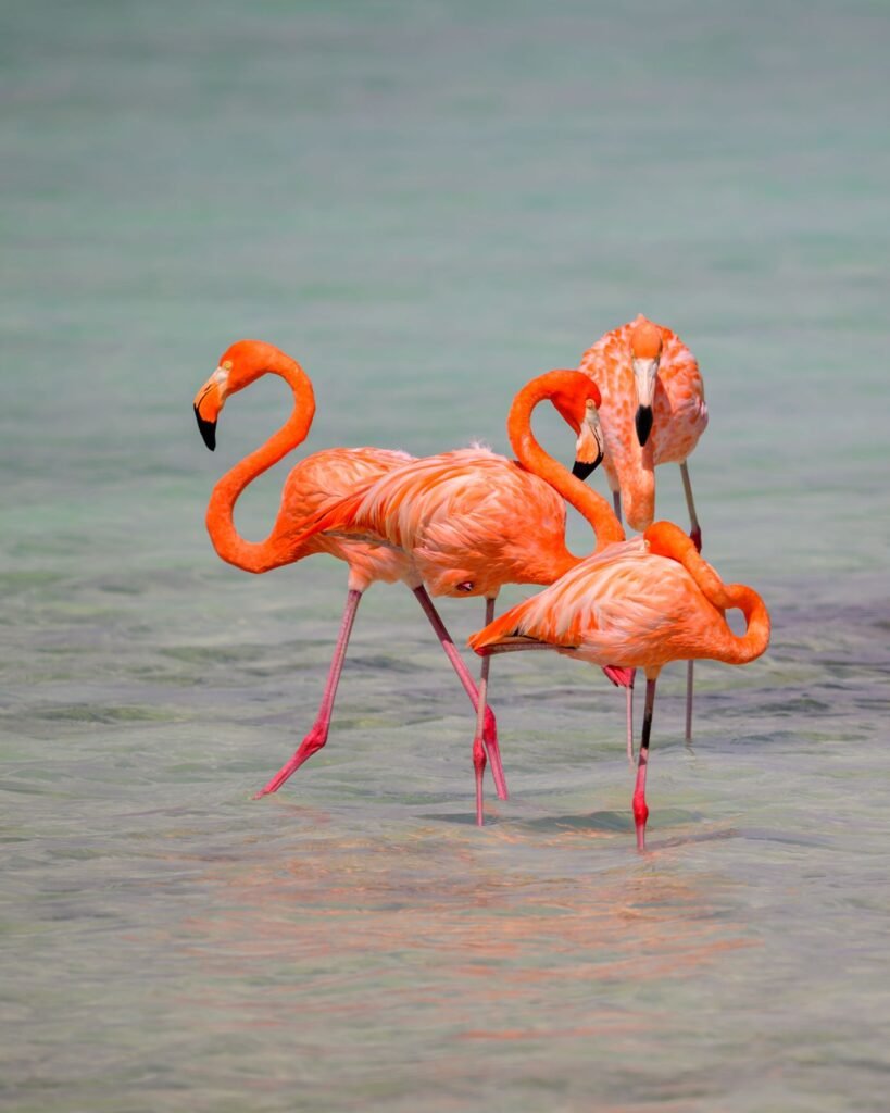 Flamingo's in ondiep water op Bonaire