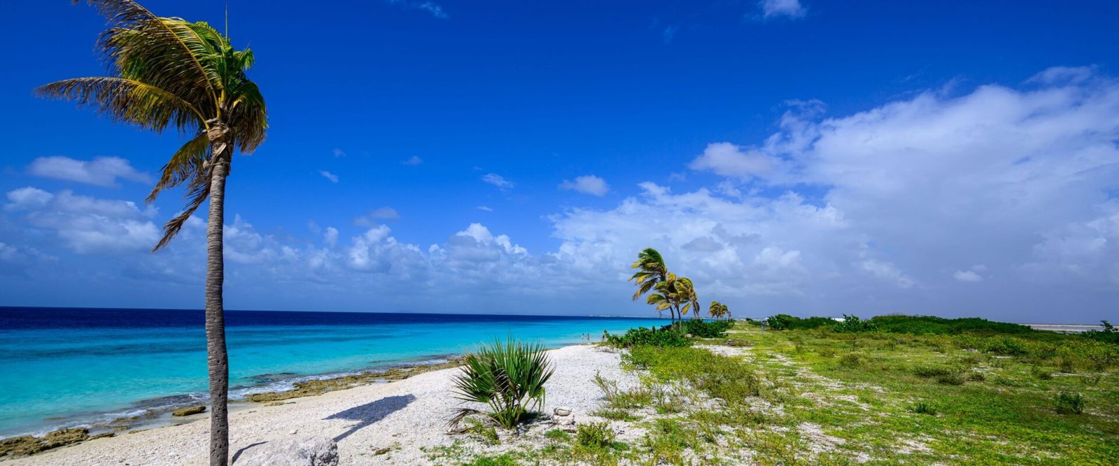 Palmboom aan een strand op Bonaire