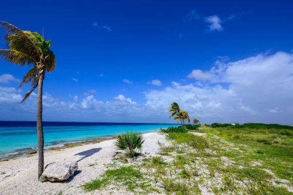 Palmboom aan een strand op Bonaire