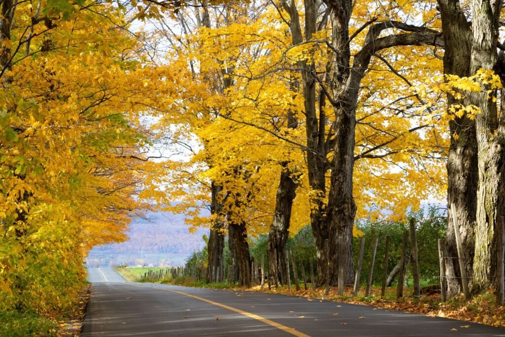 Weg met herfstbladeren in Québec