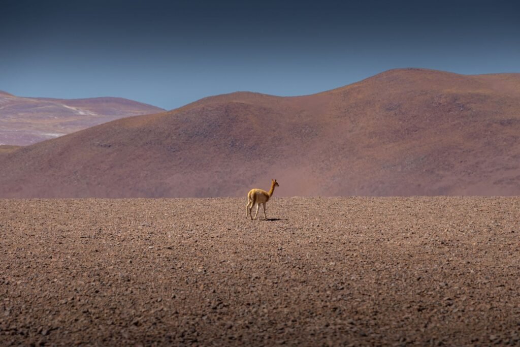 Een vicuña in de kale Atacama-woestijn