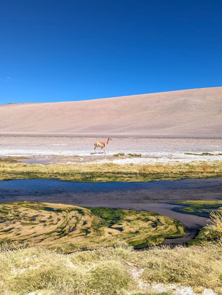 Groene oever van een lagune op de Altiplano in de Atacama