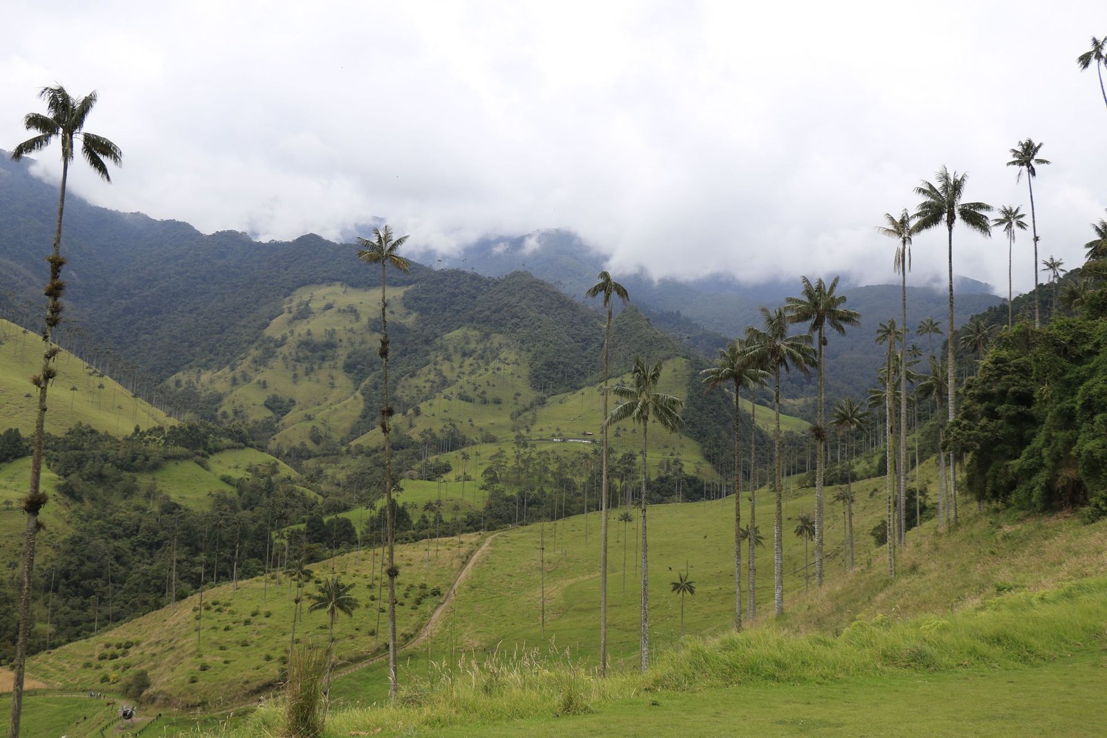 Waspalmen op de hellingen van de Cocora-vallei