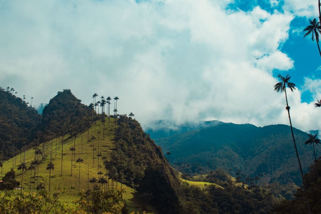 Waspalmen in de Cocora-vallei