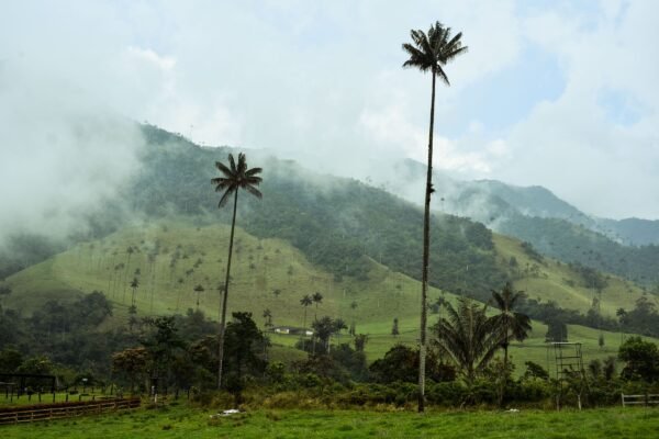 Waspalmen in de groene Cocora-vallei