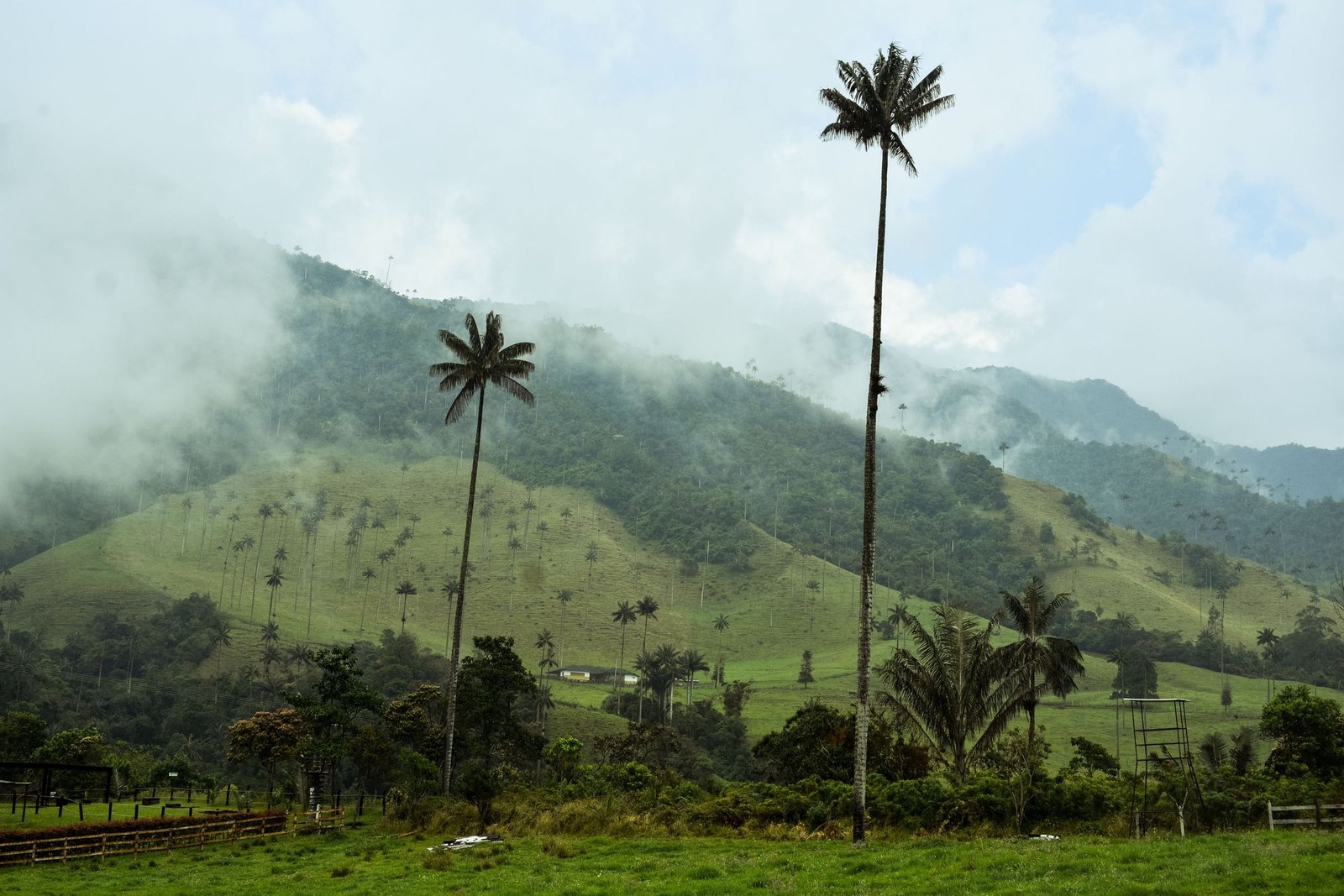 Waspalmen in de groene Cocora-vallei