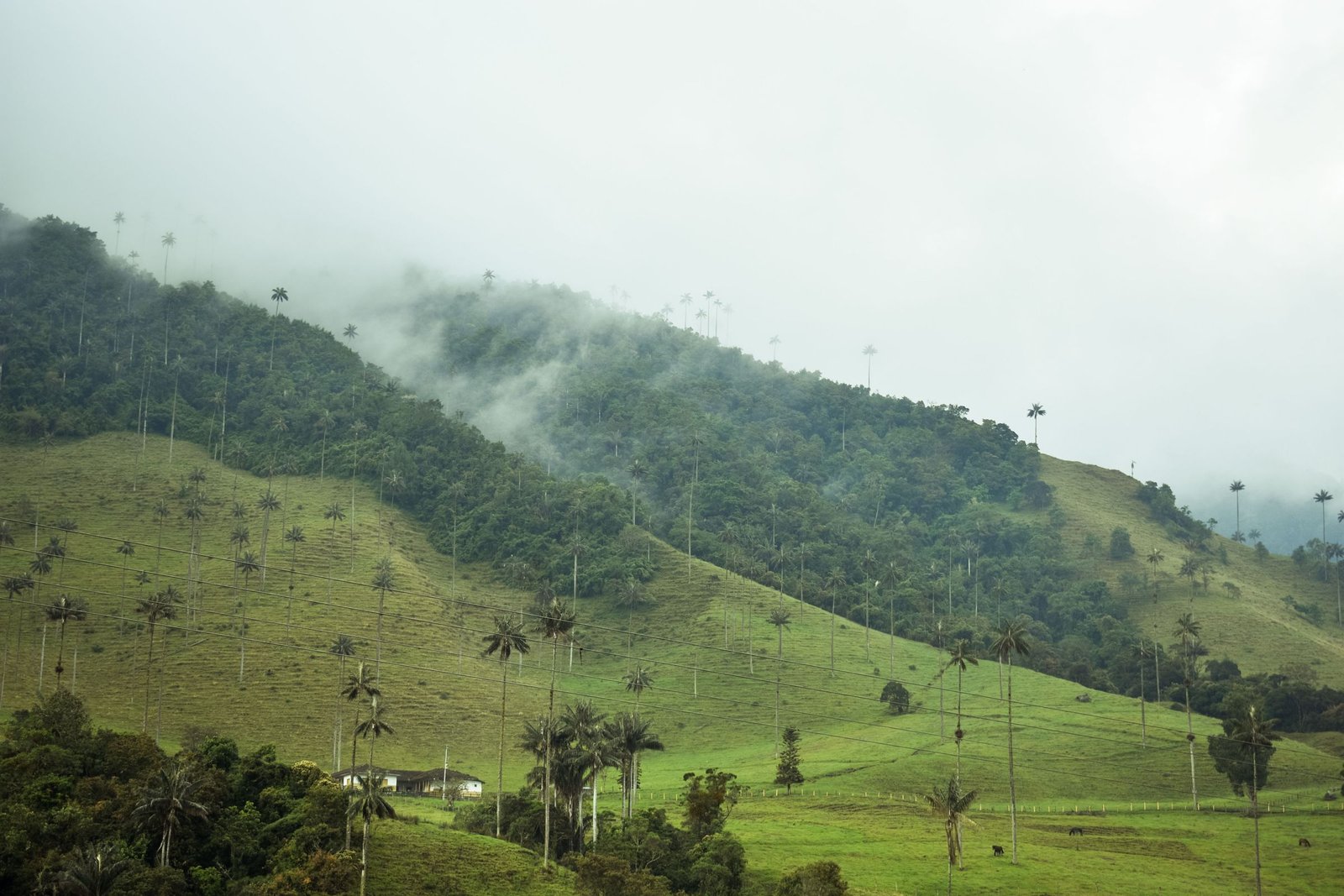 Mistige heuvels van de Cocora-vallei