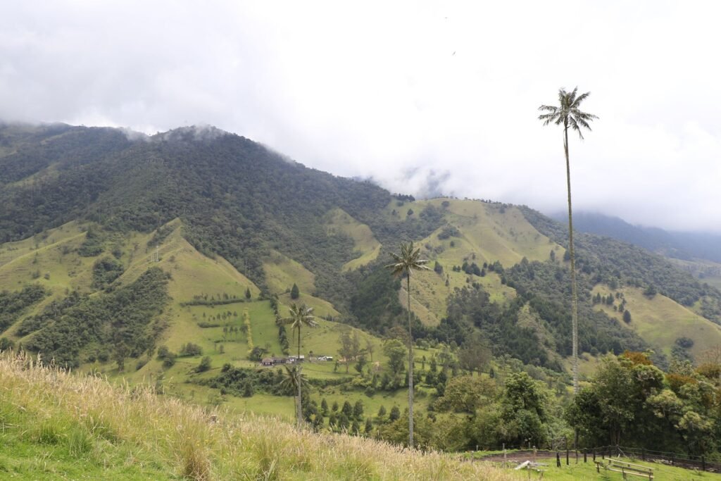 Rode koffiebessen aan een struik op een koffieplantage in Quindío