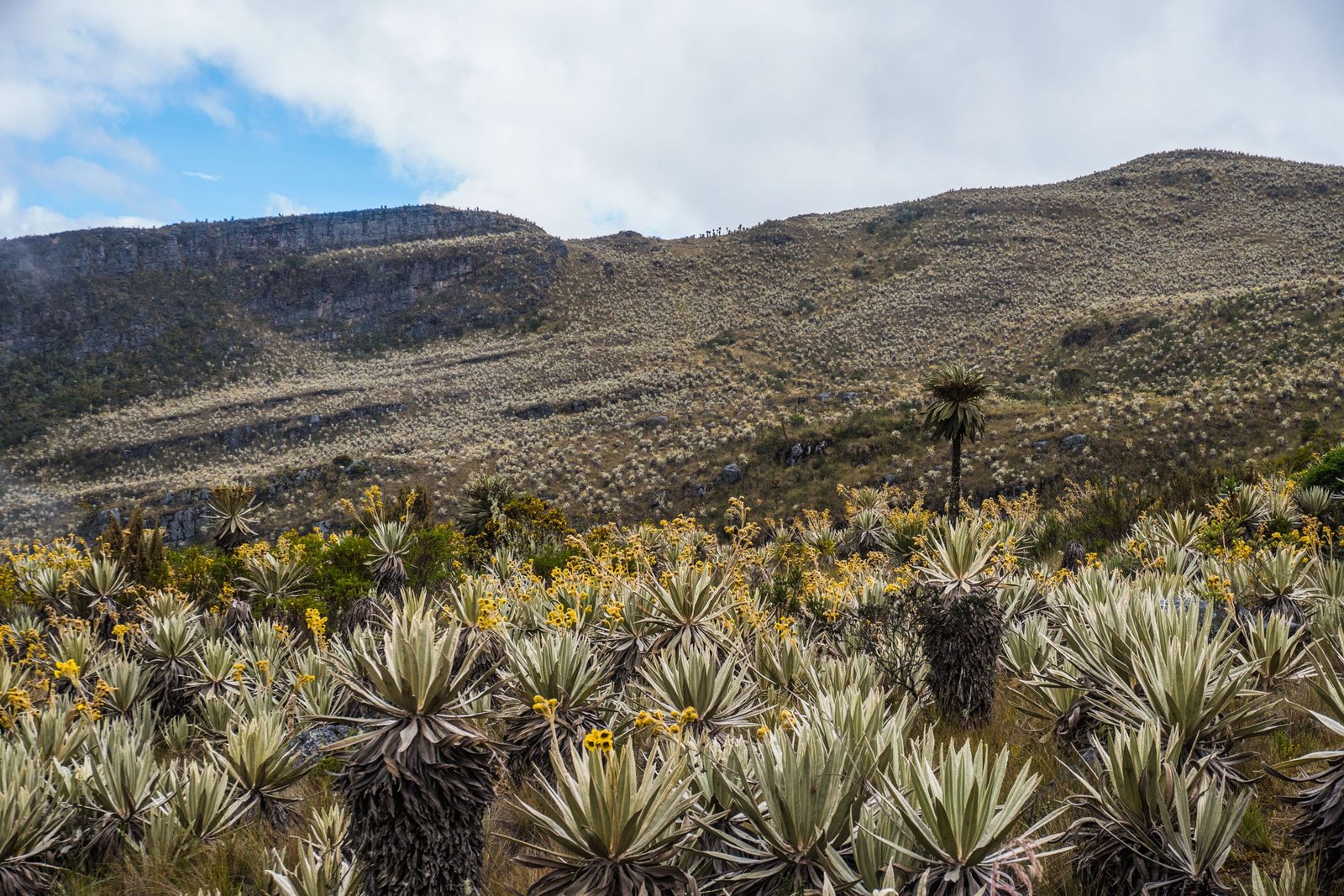 De páramo met frailejones in de Colombiaanse Andes