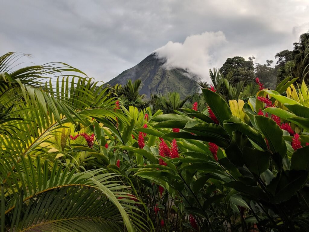 De vulkaan Arenal achter tropische planten