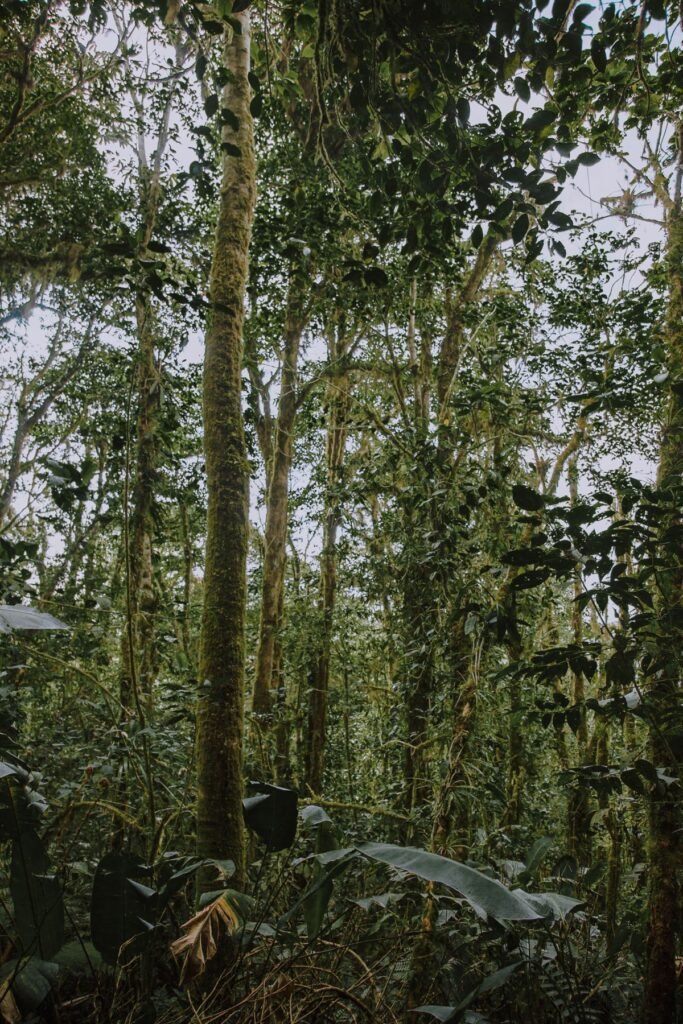 Dichte begroeiing in het nevelwoud van Monteverde