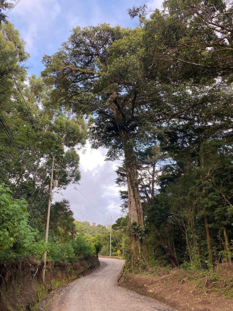 Bospad in Monteverde