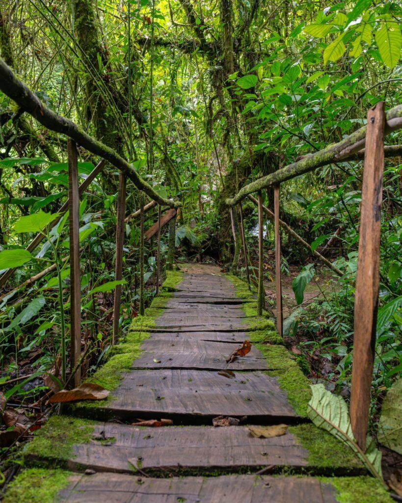 Houten pad door het regenwoud van Costa Rica