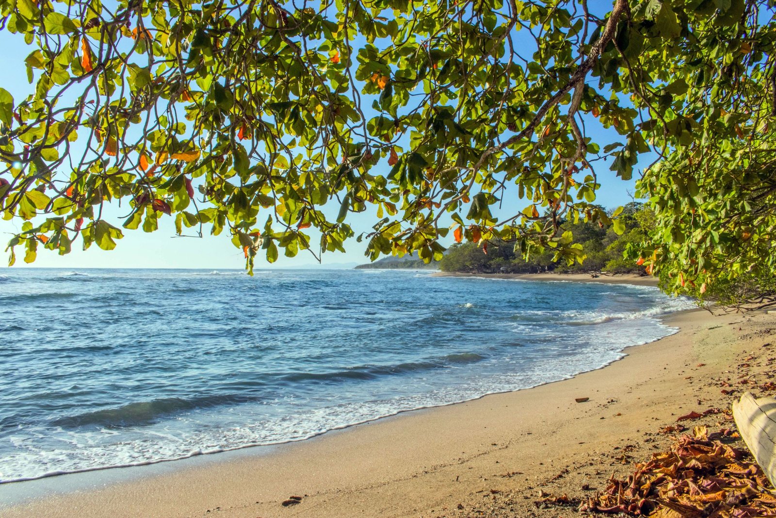 Strand met bomen in de provincie Puntarenas