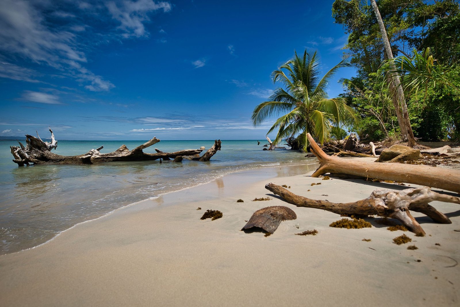 Strand met palmen en drijfhout aan de Caribische kust van Limón