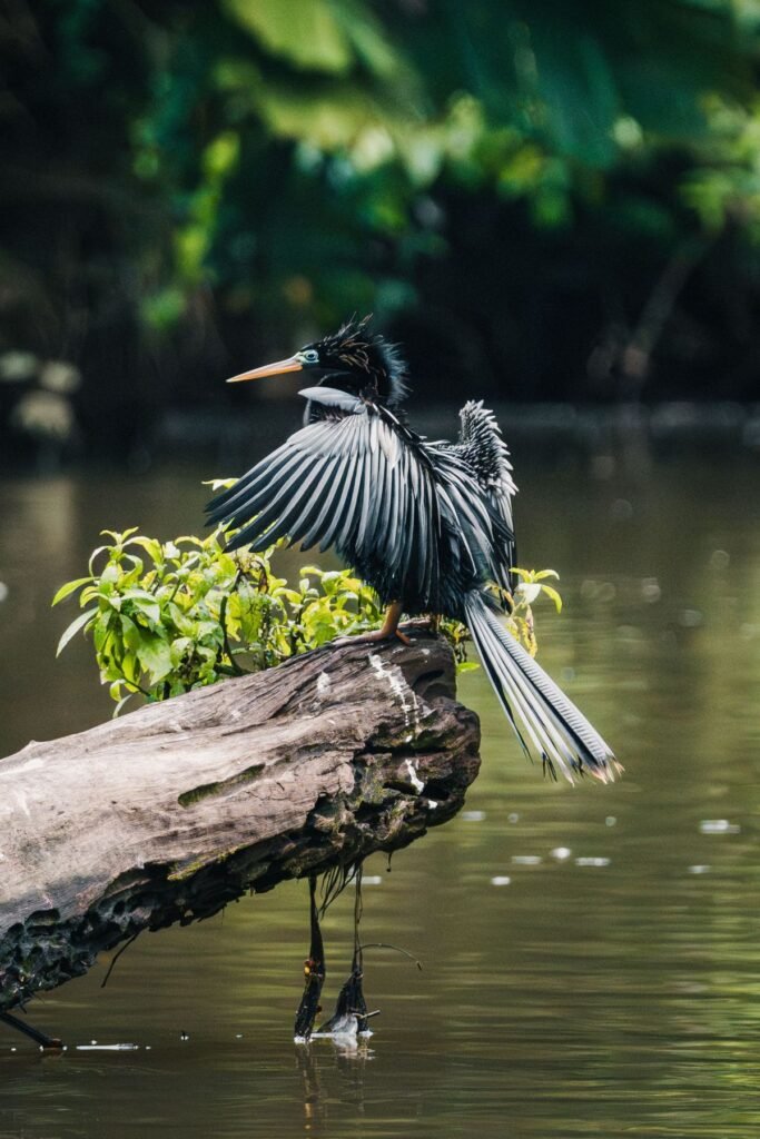 Slangenhalsvogel op een boomstam langs een rivier in Costa Rica