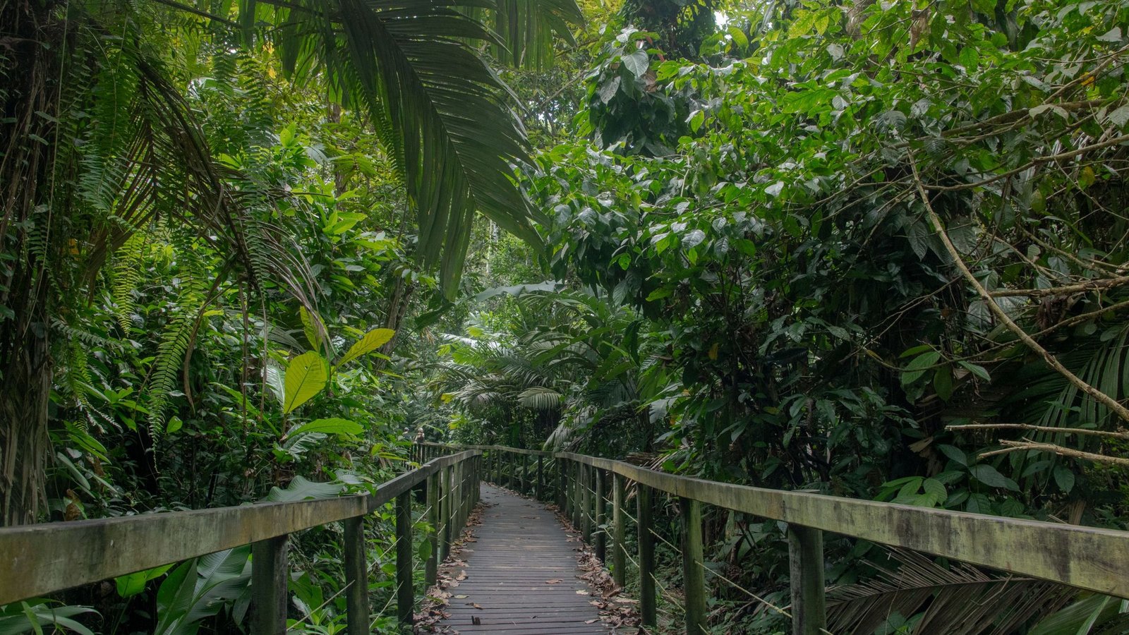 Pad door de jungle van Costa Rica