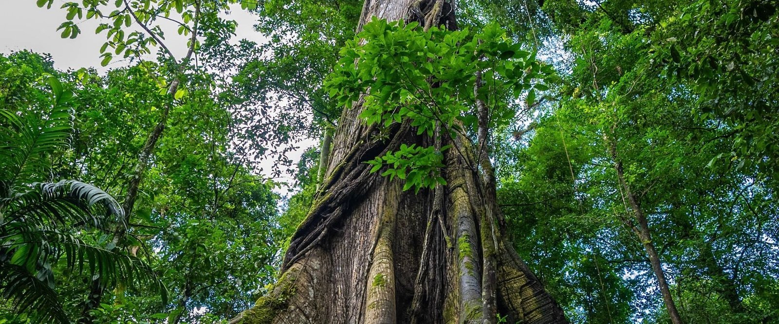 Mossige boomstam in het regenwoud van Costa Rica