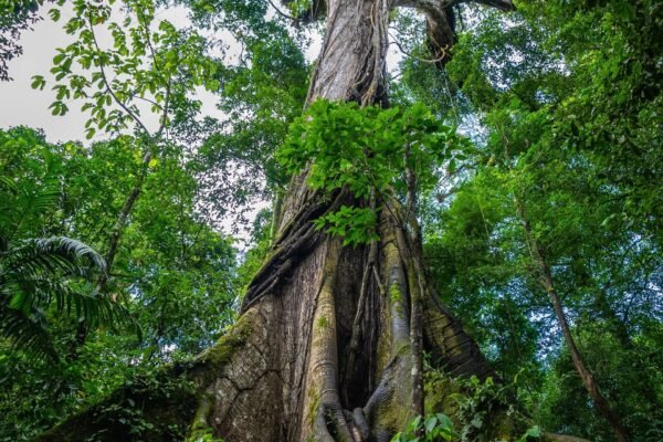Mossige boomstam in het regenwoud van Costa Rica