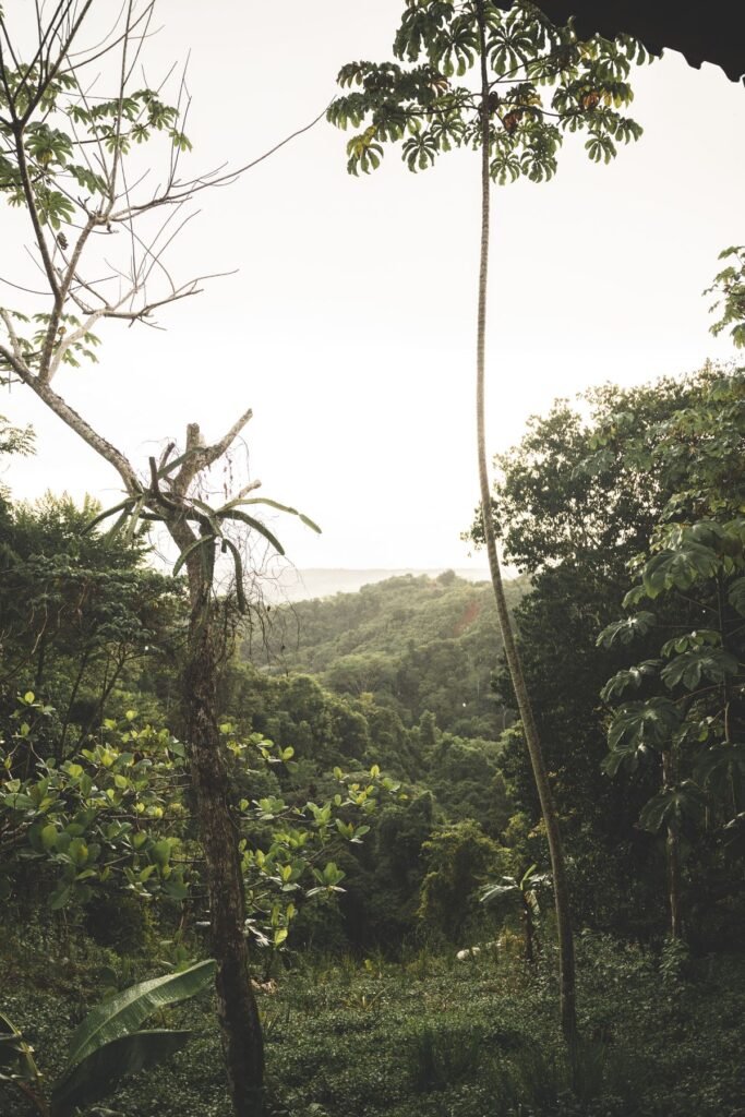 Tropisch groen in Costa Rica