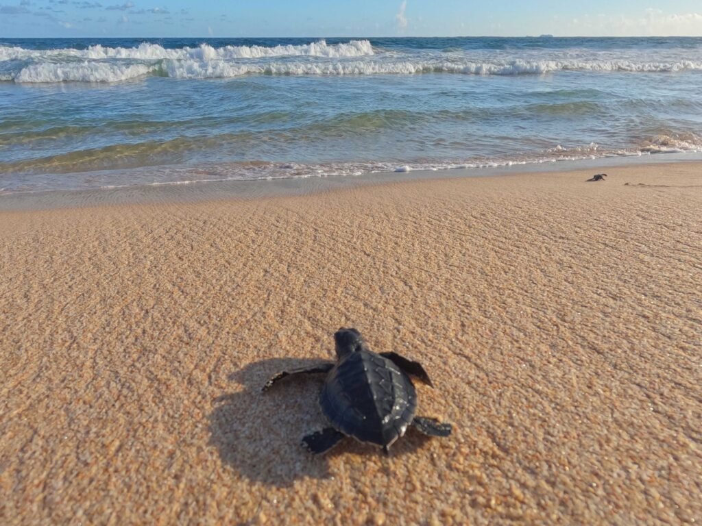 Jonge zeeschildpad op weg naar zee