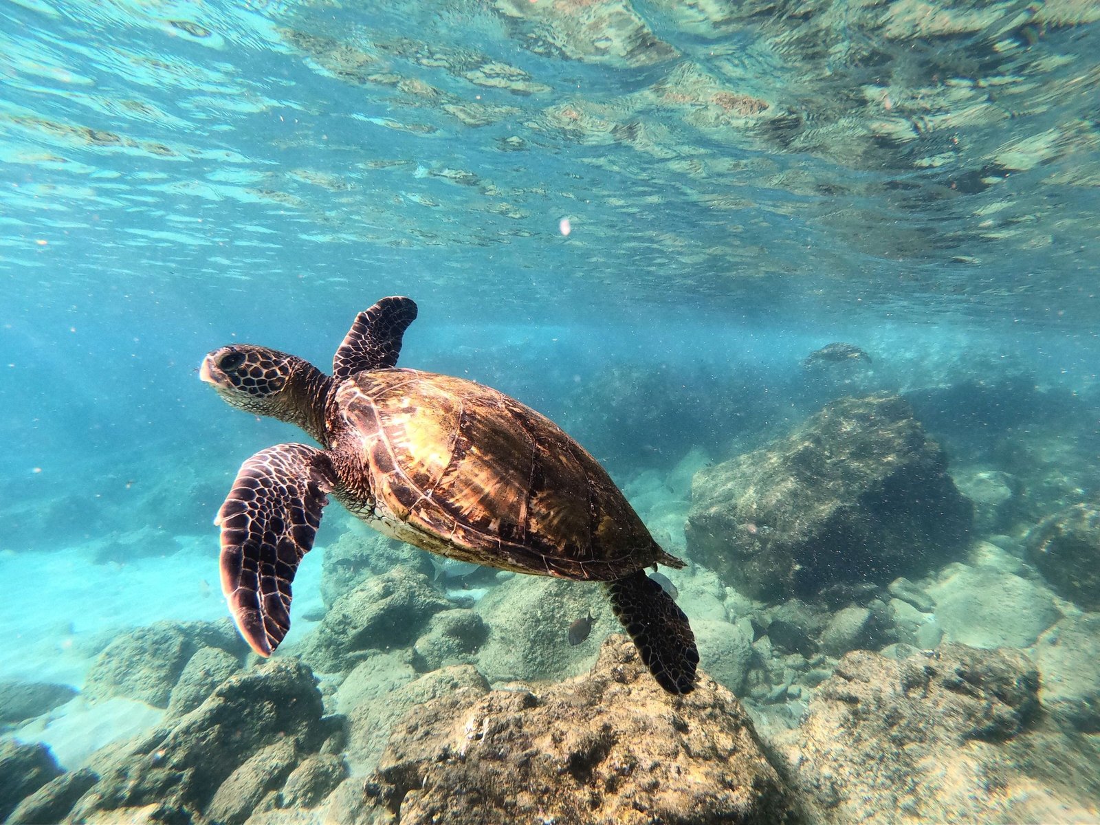Zeeschildpad die onder water zwemt